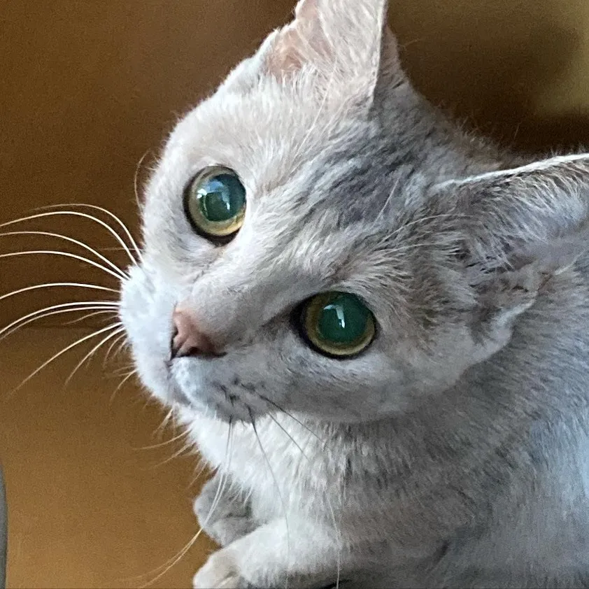 我が家の愛猫、タマです。